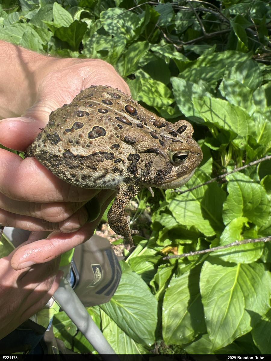 Eastern American Toad