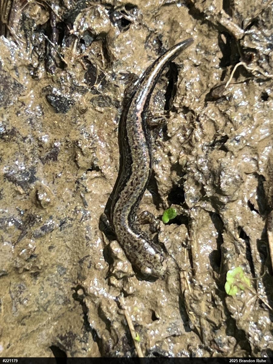 Northern Two-lined Salamander