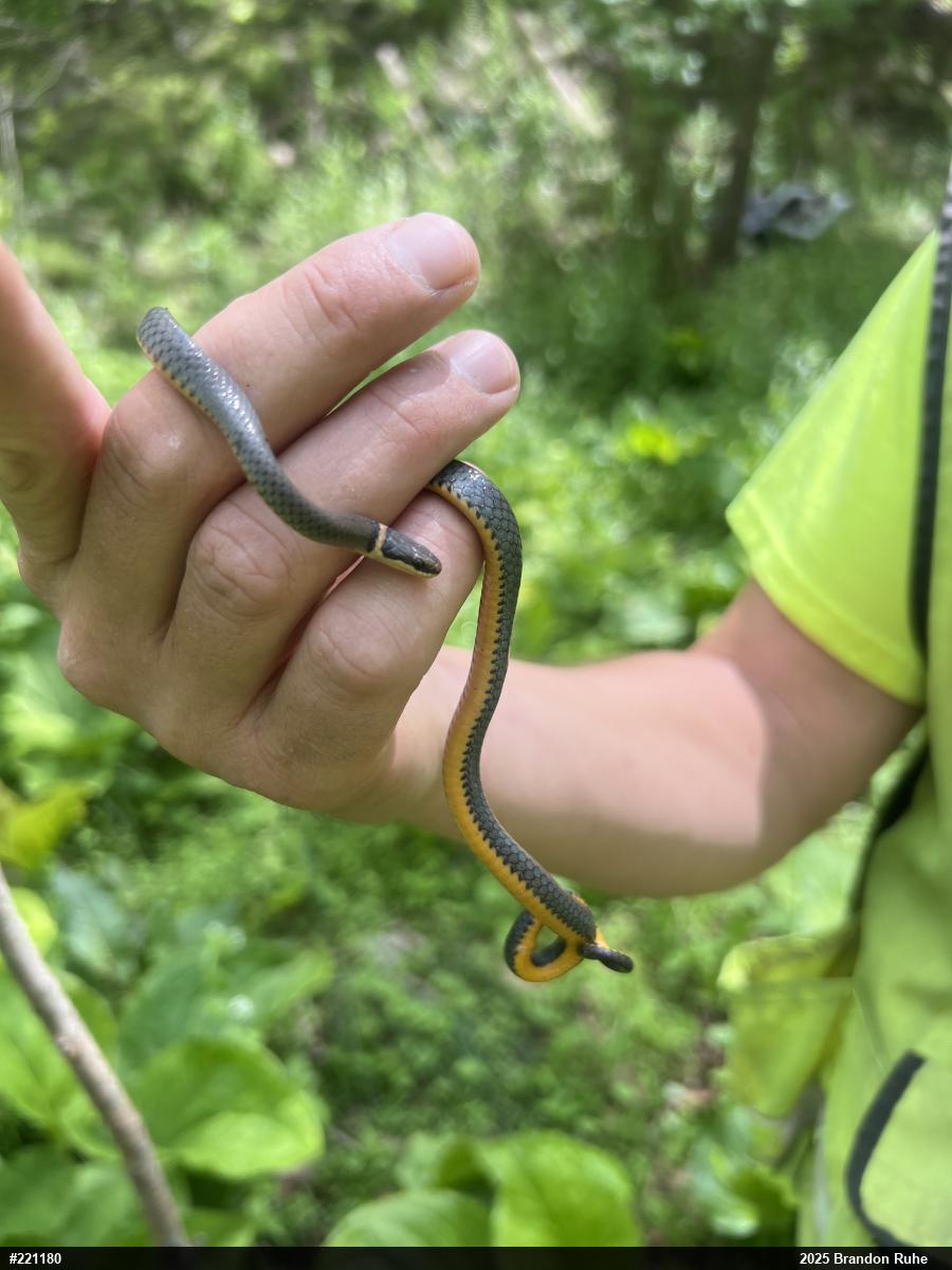 Northern Ring-necked Snake