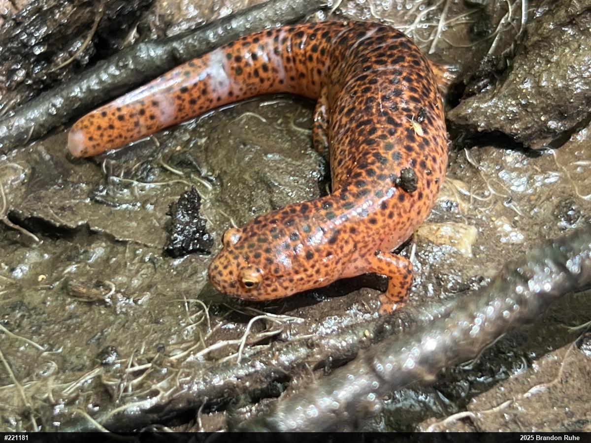 Northern Red Salamander