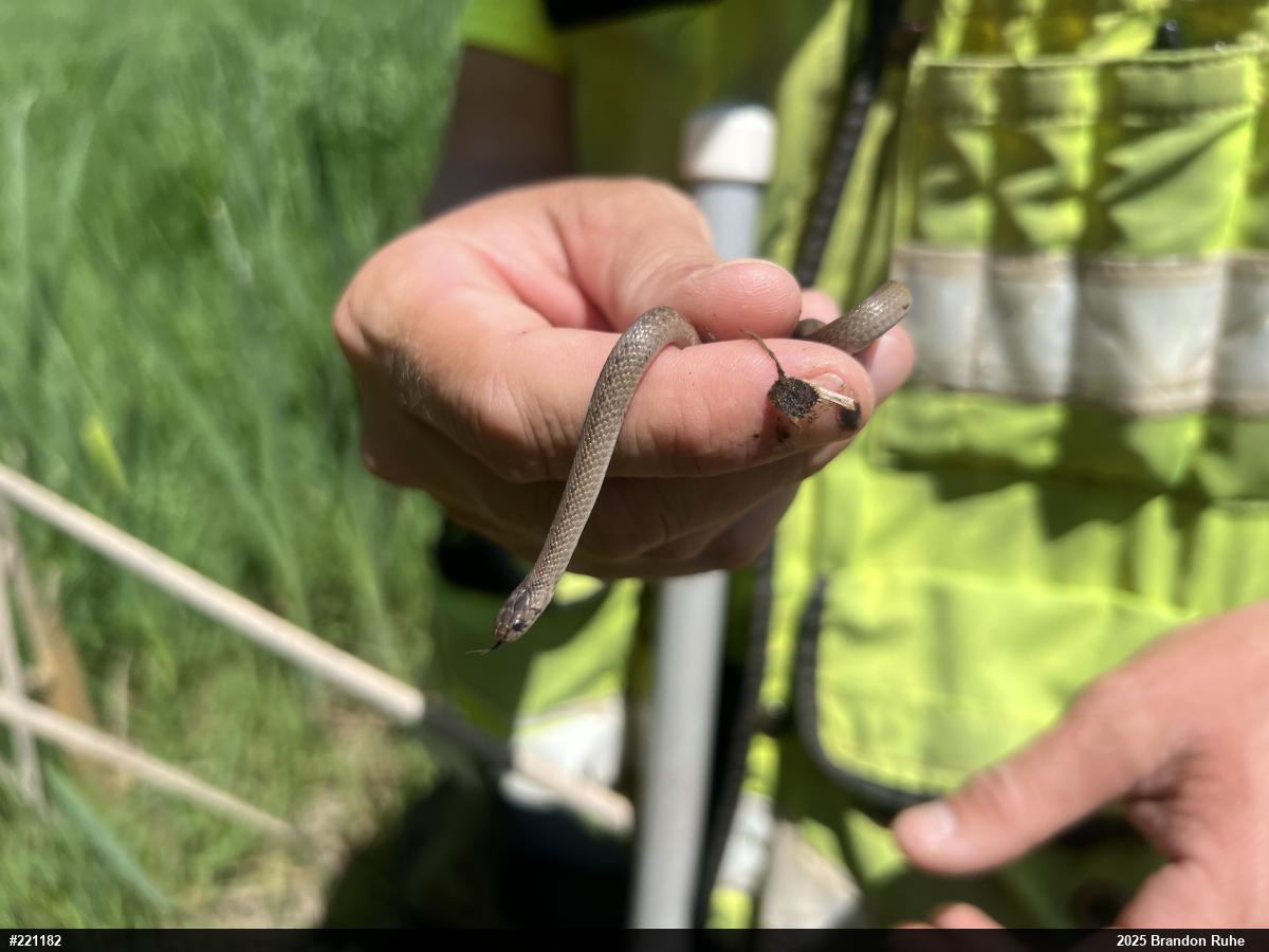 Dekay's Brownsnake