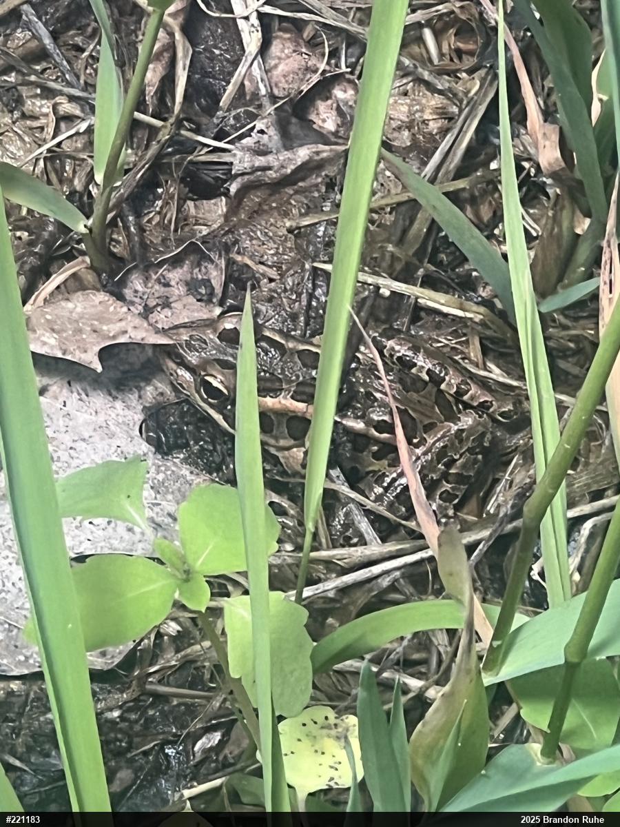 Pickerel Frog