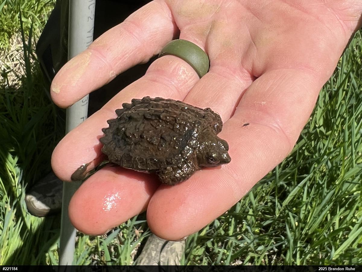 Snapping Turtle