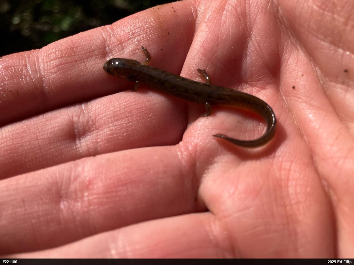 Northern Two-lined Salamander