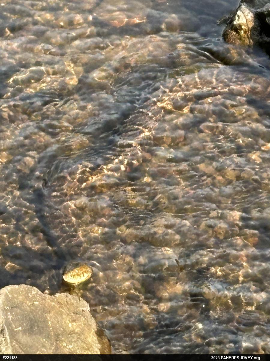 Northern Watersnake
