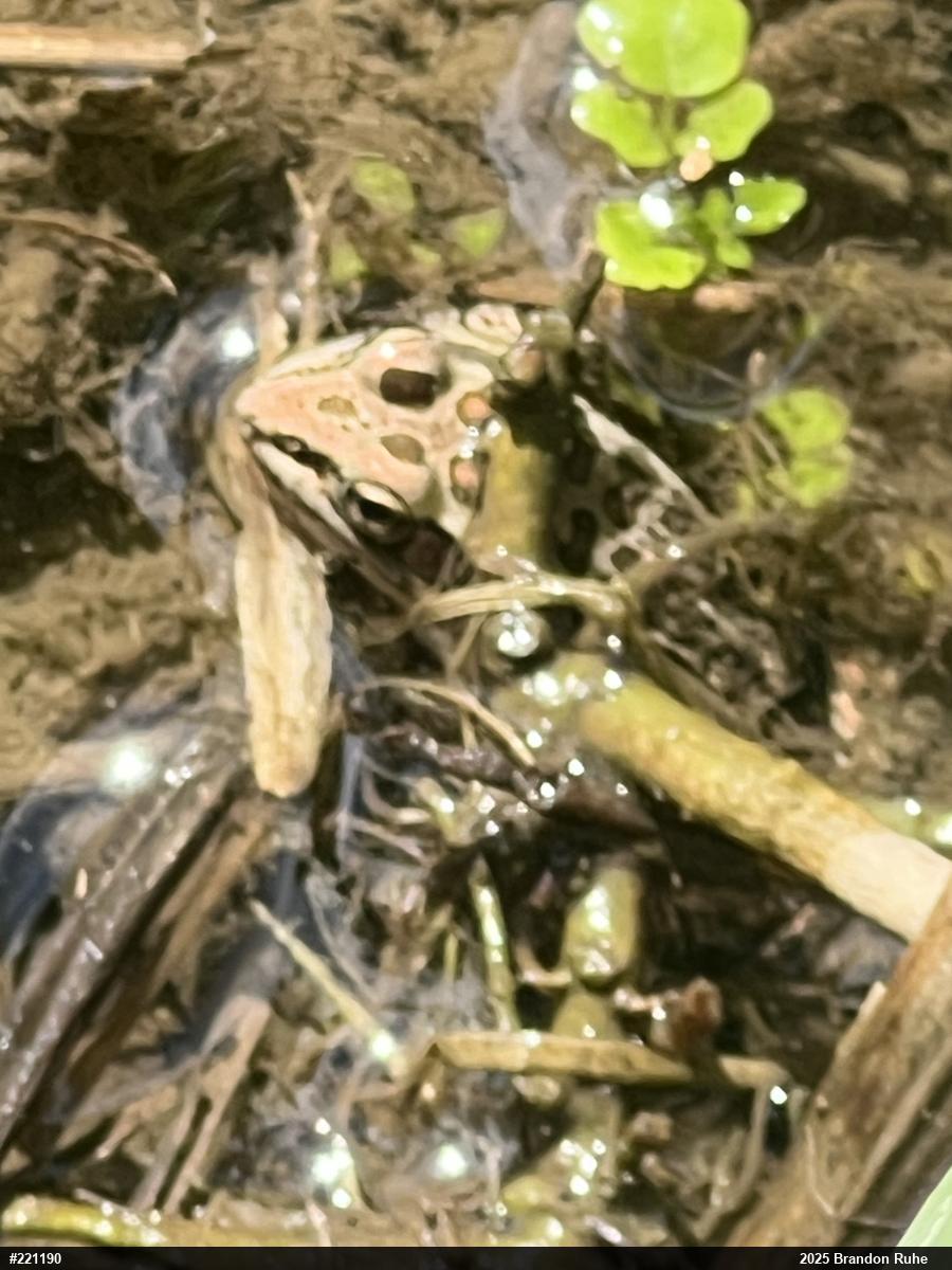 Pickerel Frog