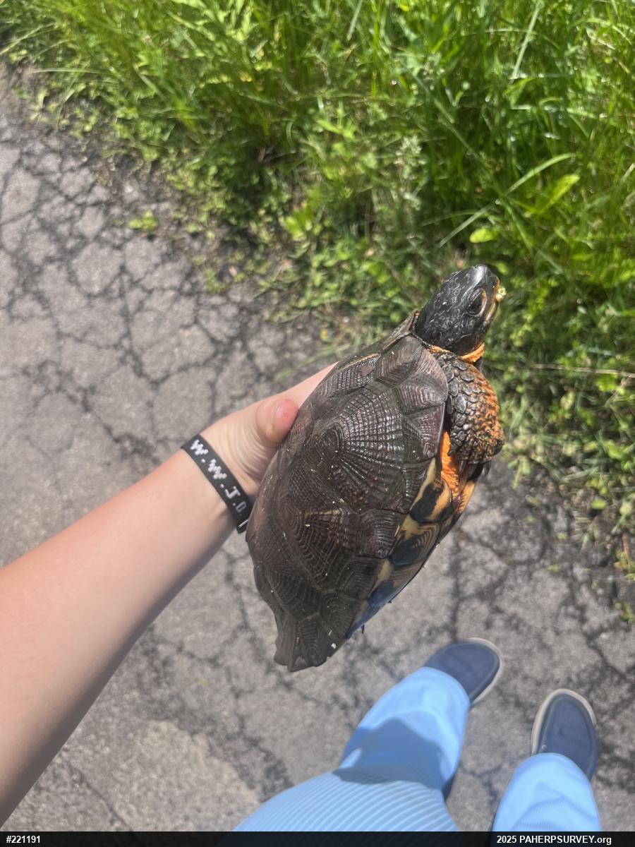 Wood Turtle