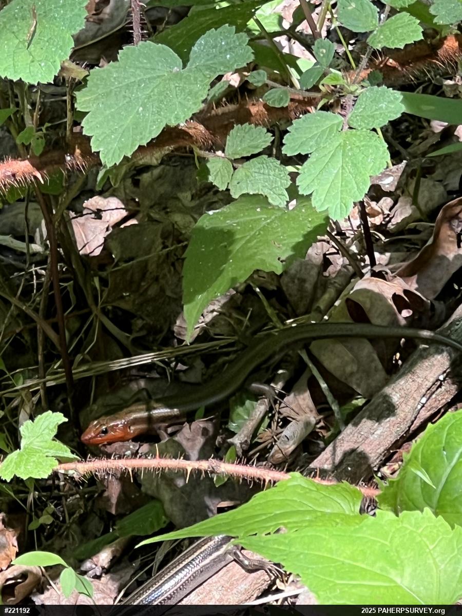 Common Five-lined Skink