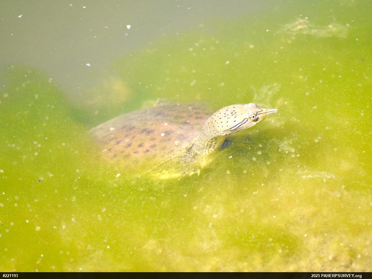 Eastern Spiny Softshell