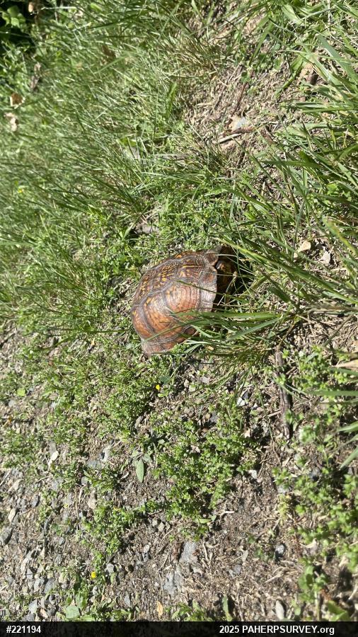 Eastern Box Turtle