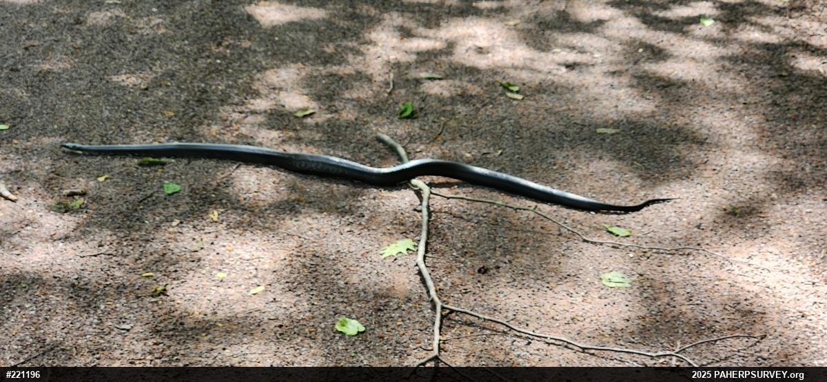 Eastern Ratsnake