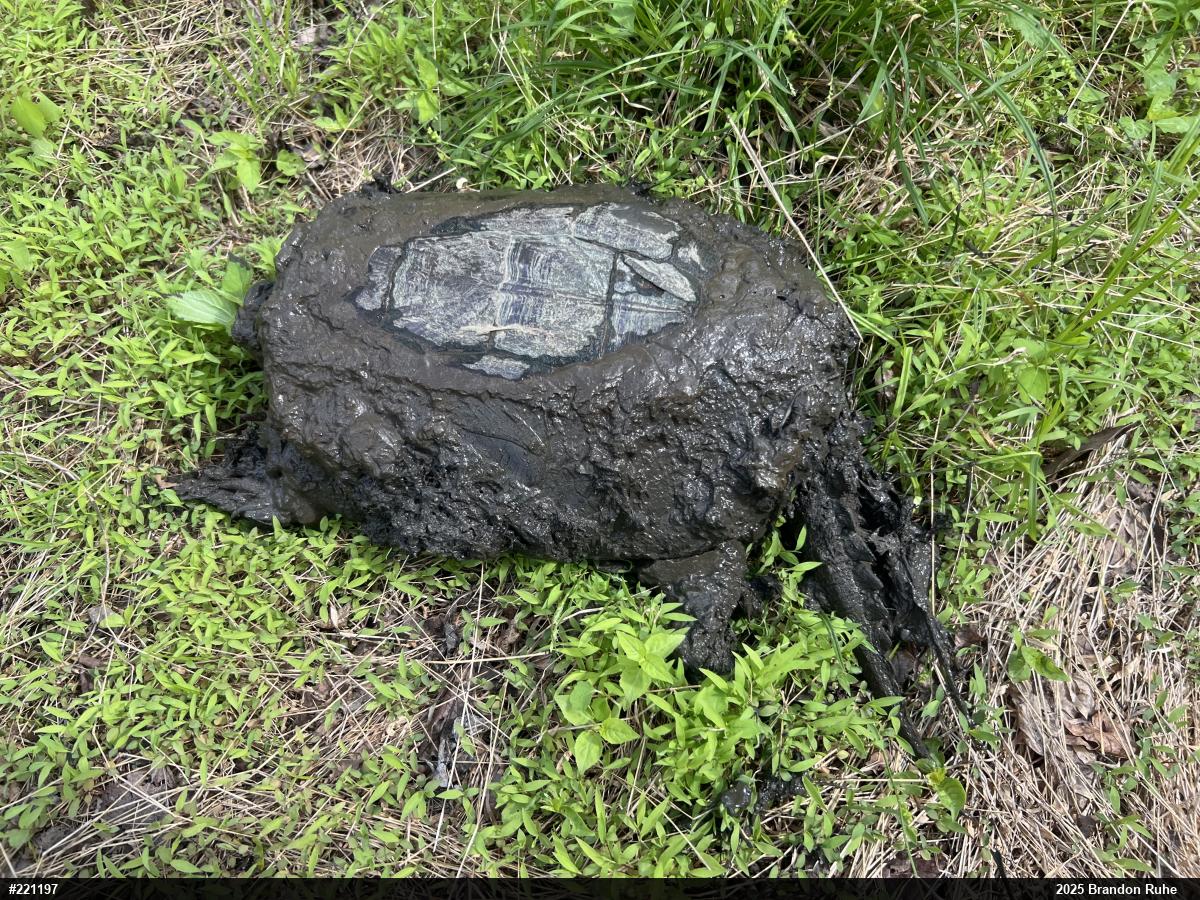 Snapping Turtle