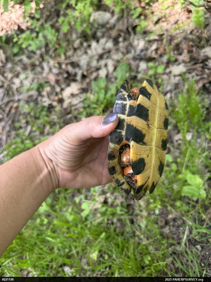 Wood Turtle