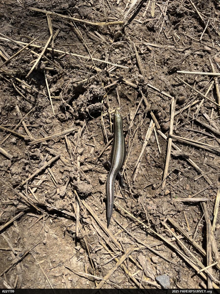 Common Five-lined Skink