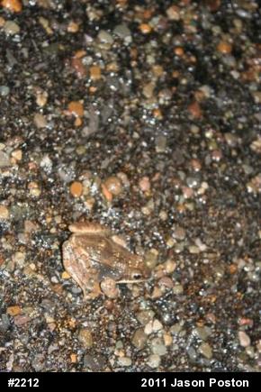 Wood Frog