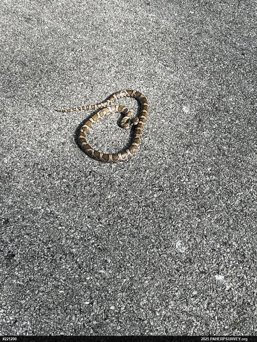 Eastern Milksnake