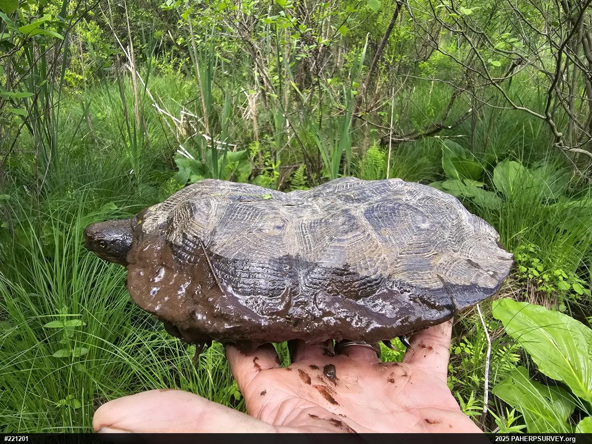 Wood Turtle
