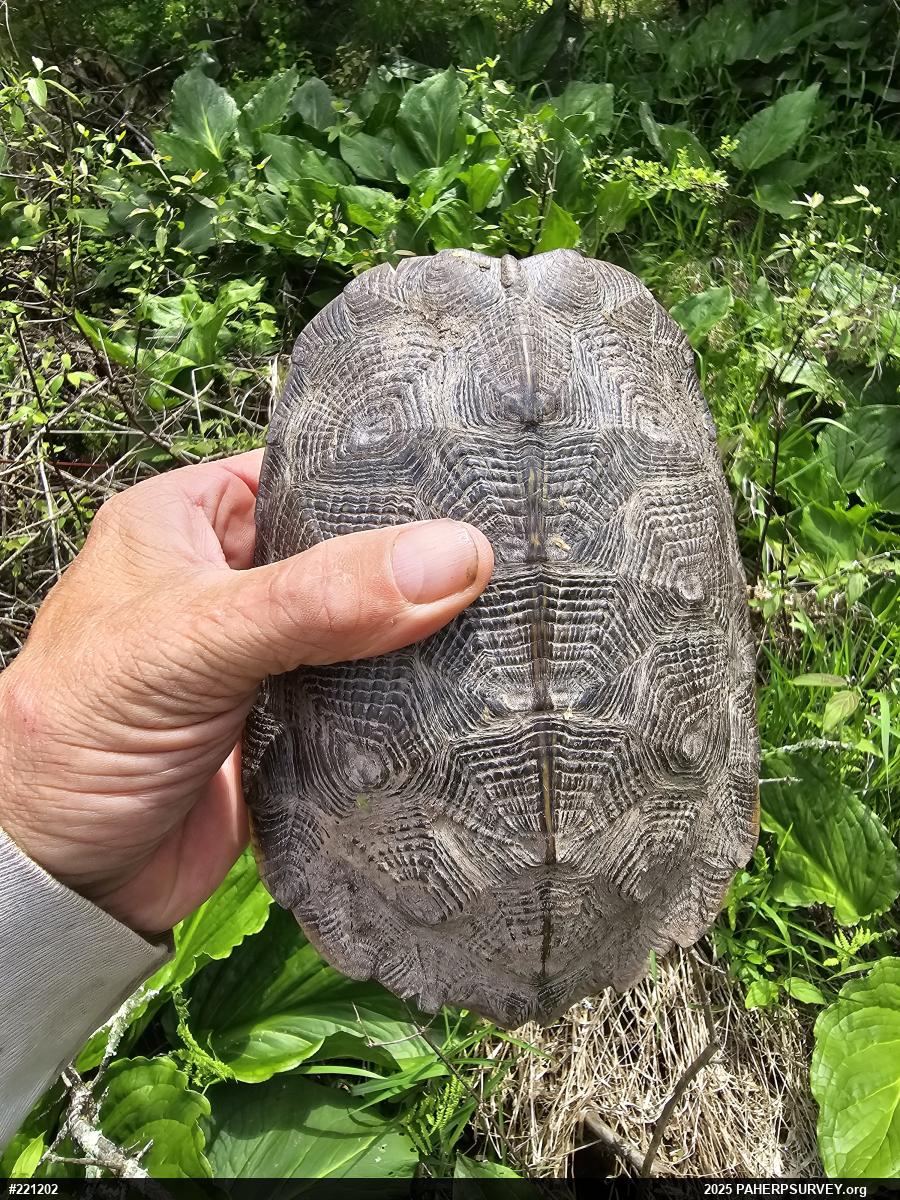 Wood Turtle