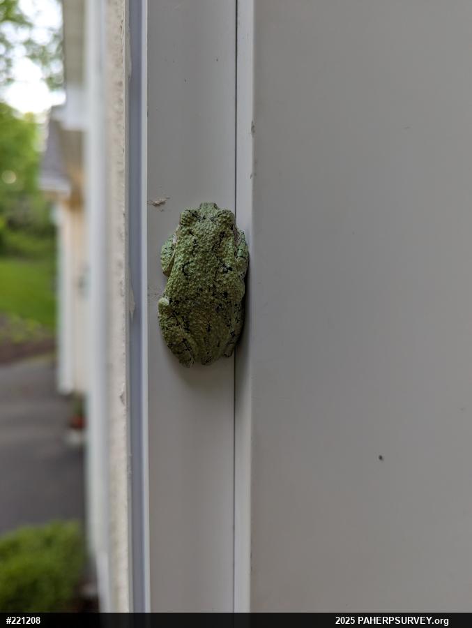 Unknown Gray Treefrog