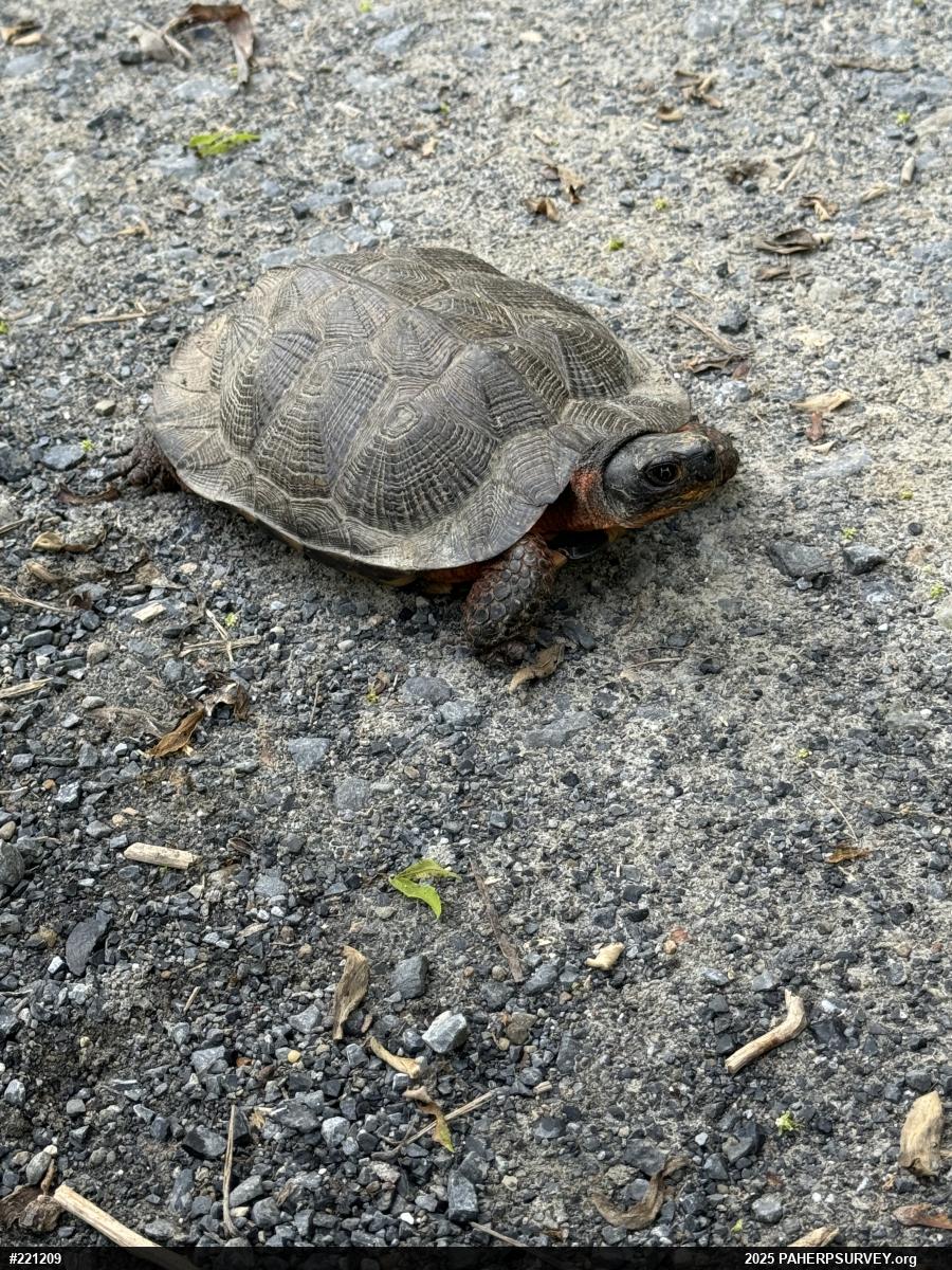 Wood Turtle
