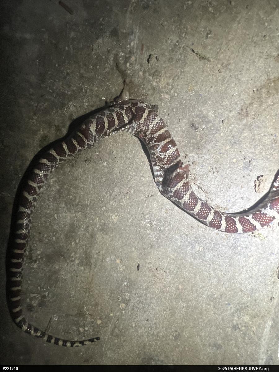 Eastern Milksnake
