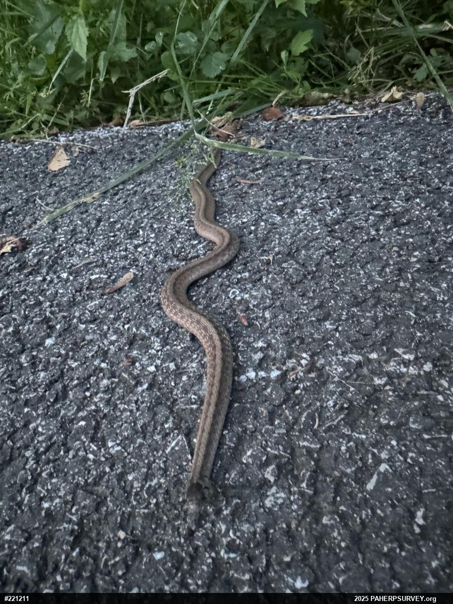 Dekay's Brownsnake