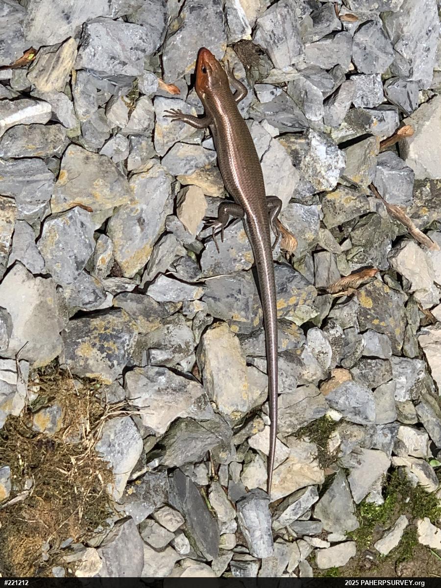 Common Five-lined Skink