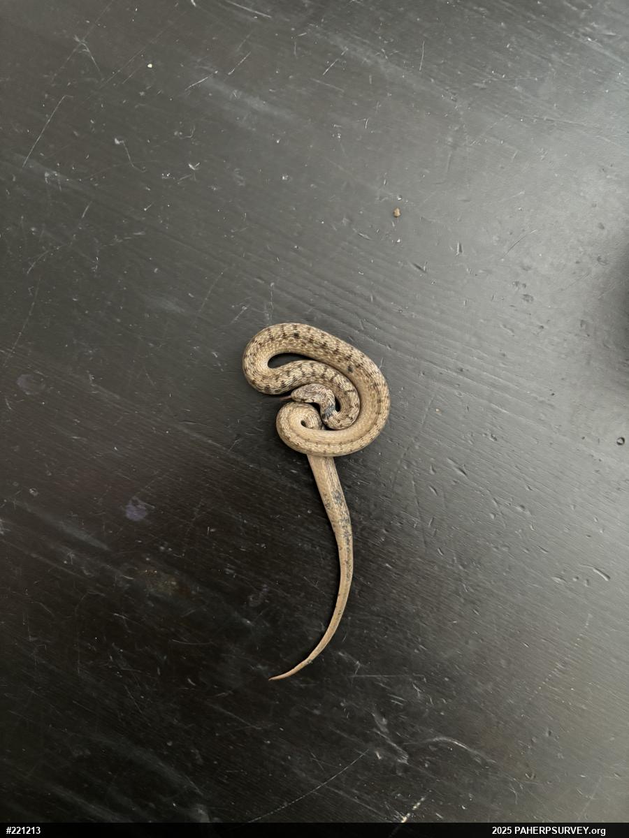 Dekay's Brownsnake
