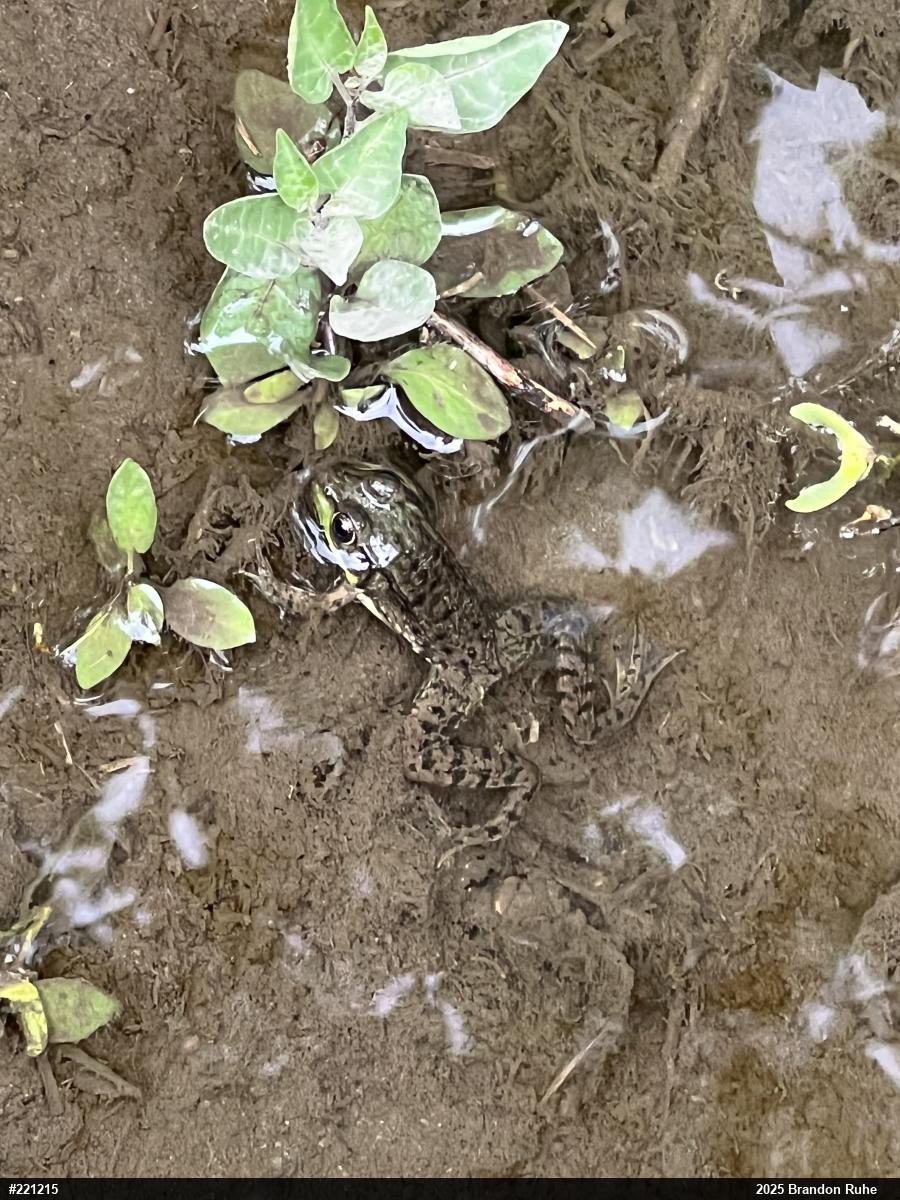 Green Frog