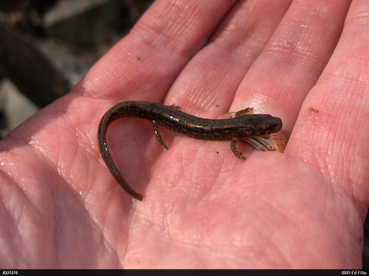 Northern Two-lined Salamander