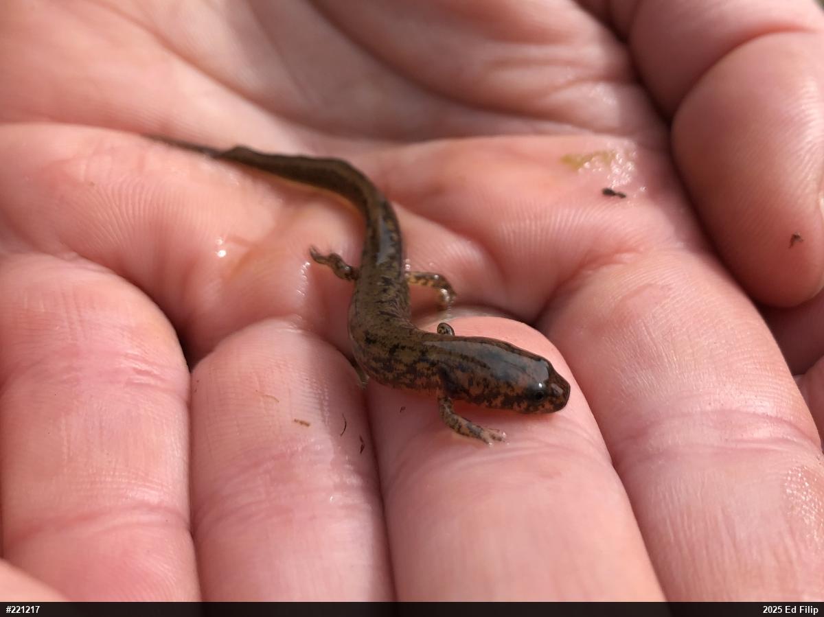 Northern Two-lined Salamander