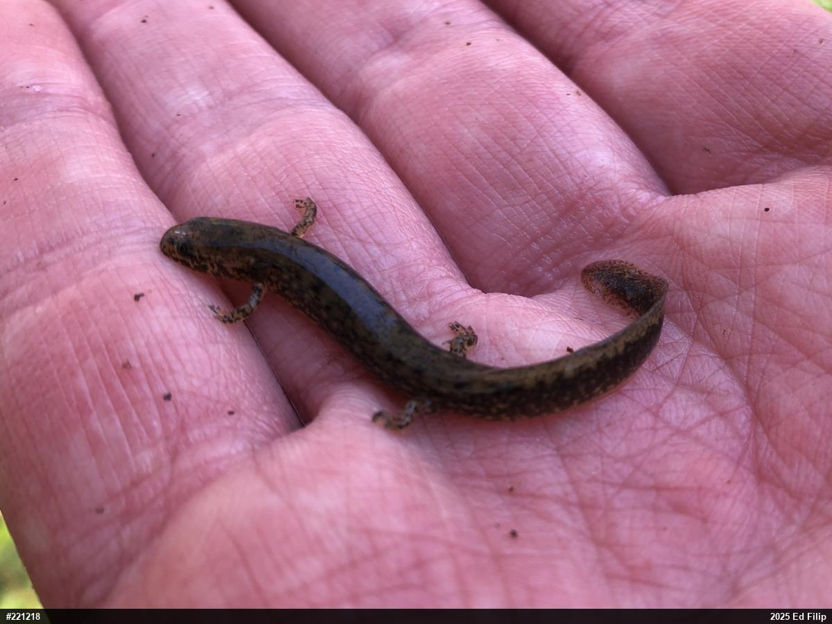 Northern Two-lined Salamander