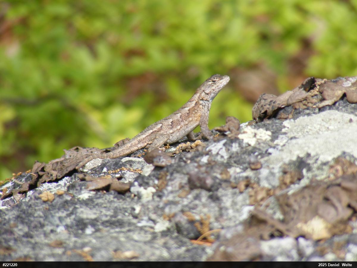 Eastern Fence Lizard