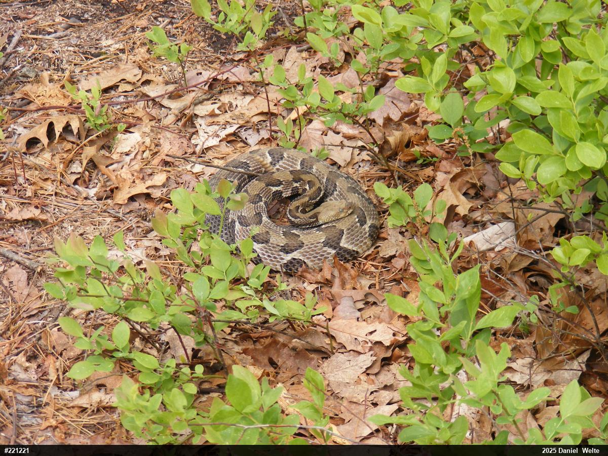 Timber Rattlesnake