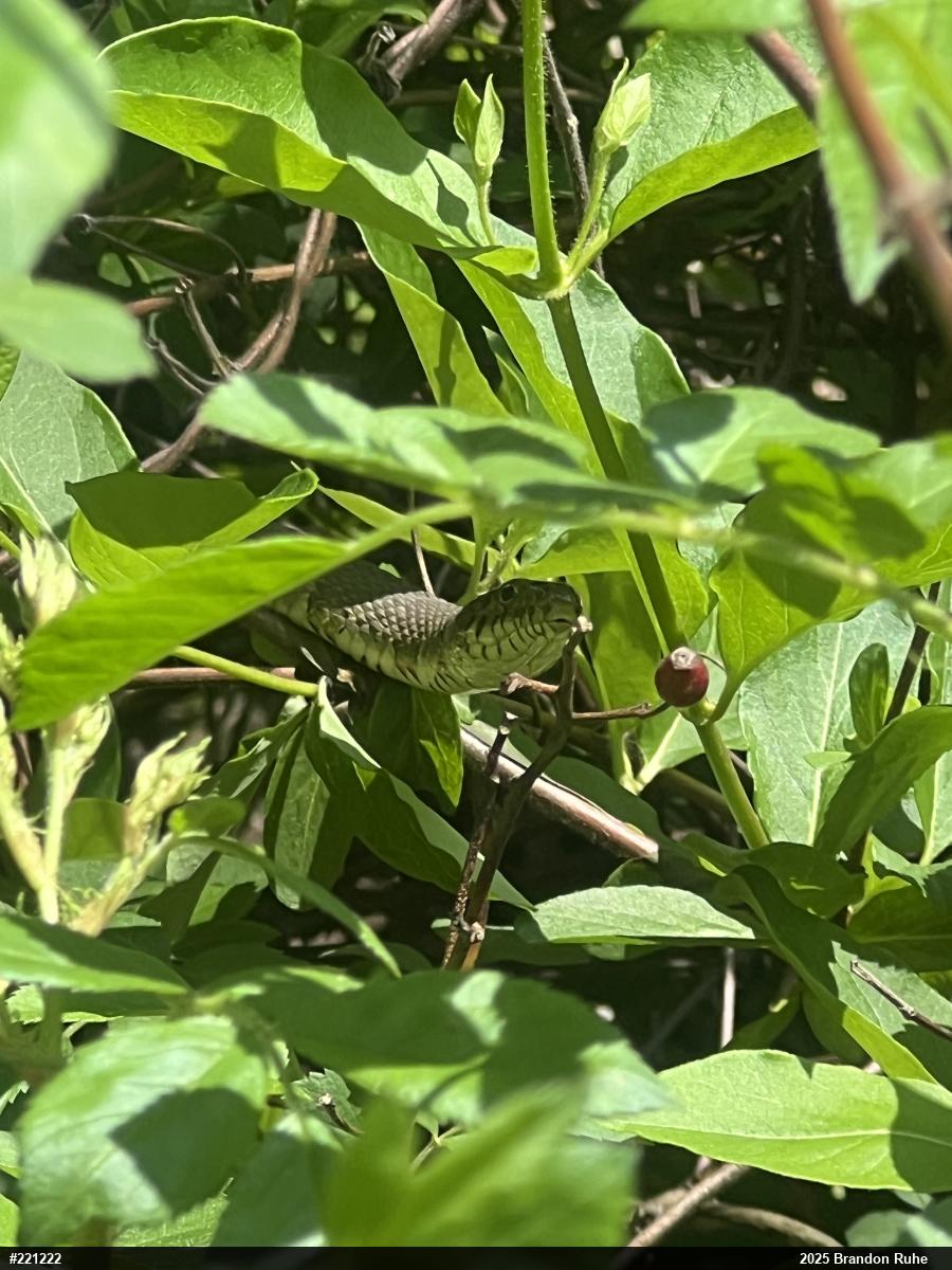 Northern Watersnake