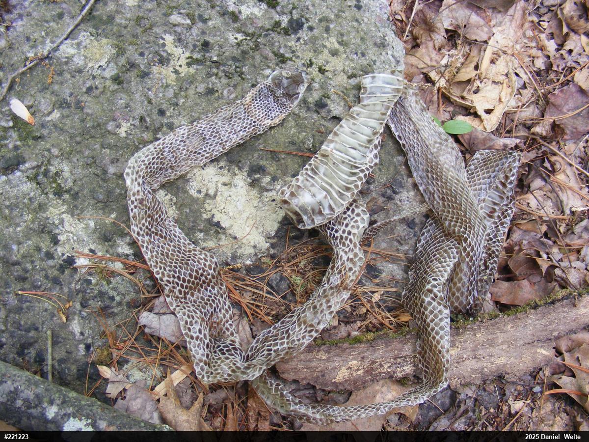 Eastern Ratsnake
