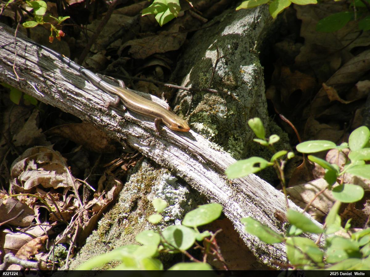 Common Five-lined Skink