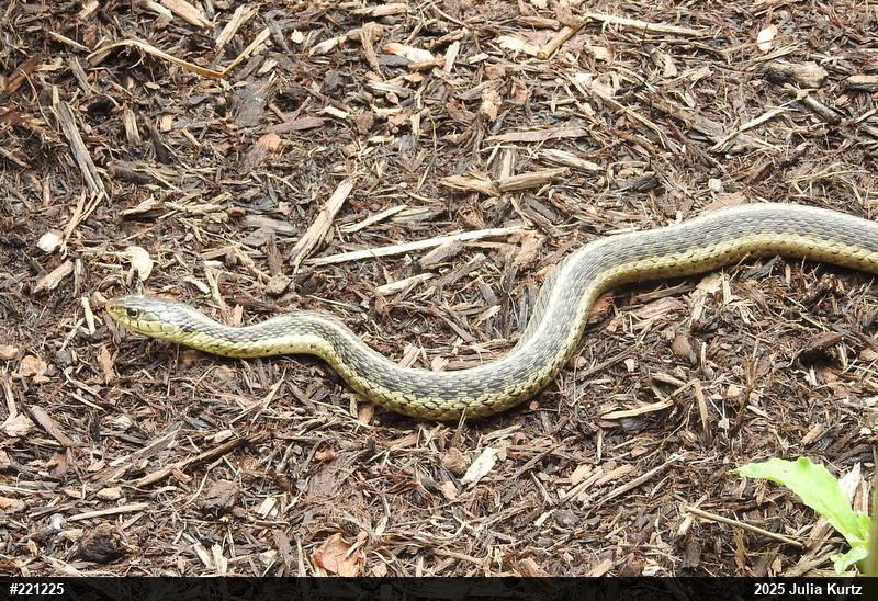 Eastern Gartersnake