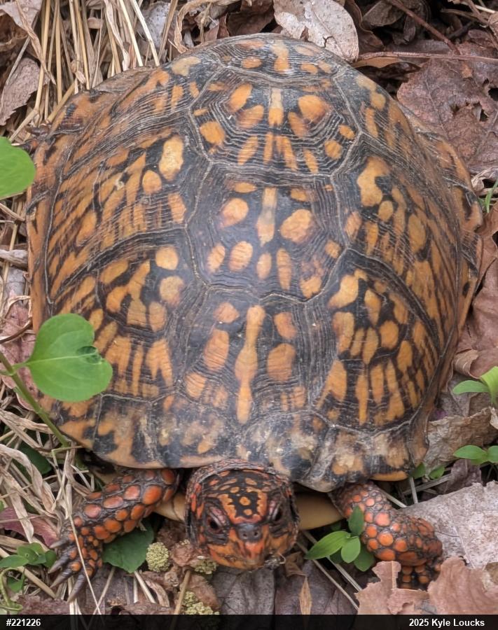 Eastern Box Turtle