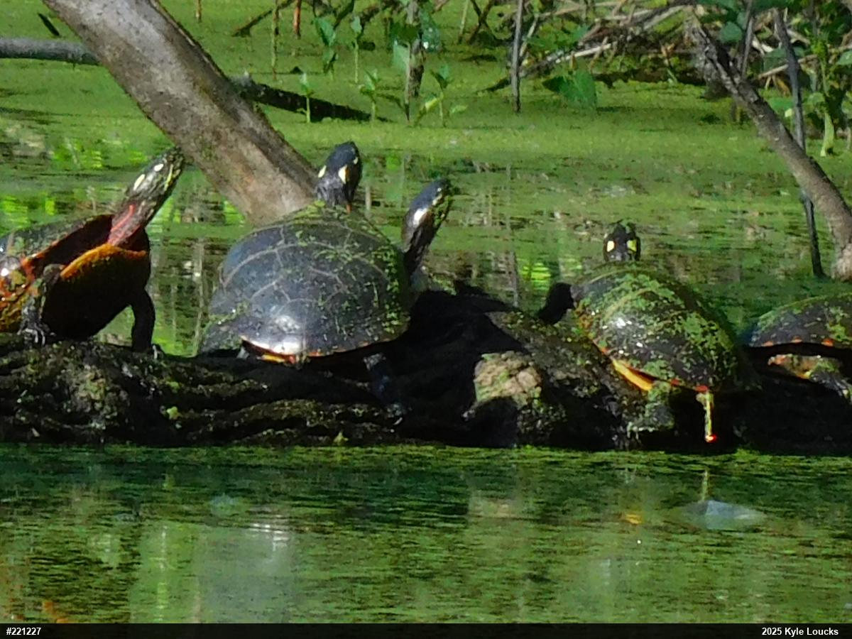 Painted Turtle