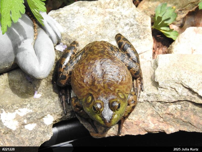 American Bullfrog