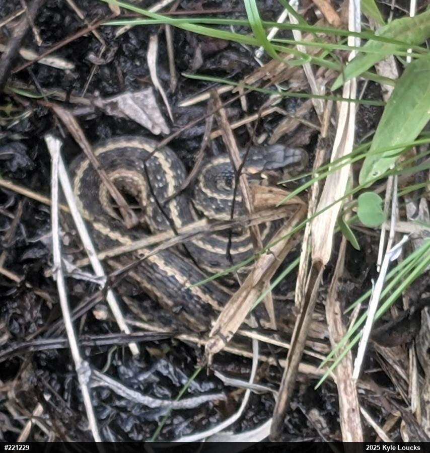 Eastern Gartersnake