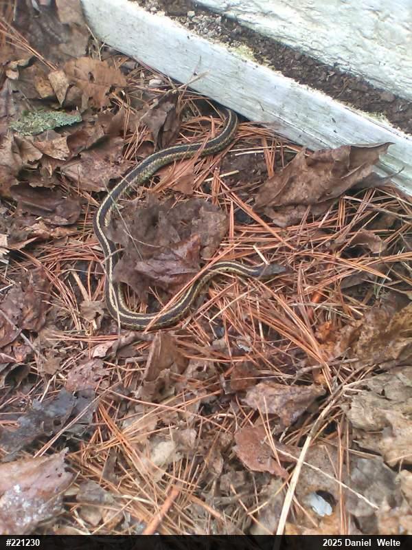 Eastern Gartersnake