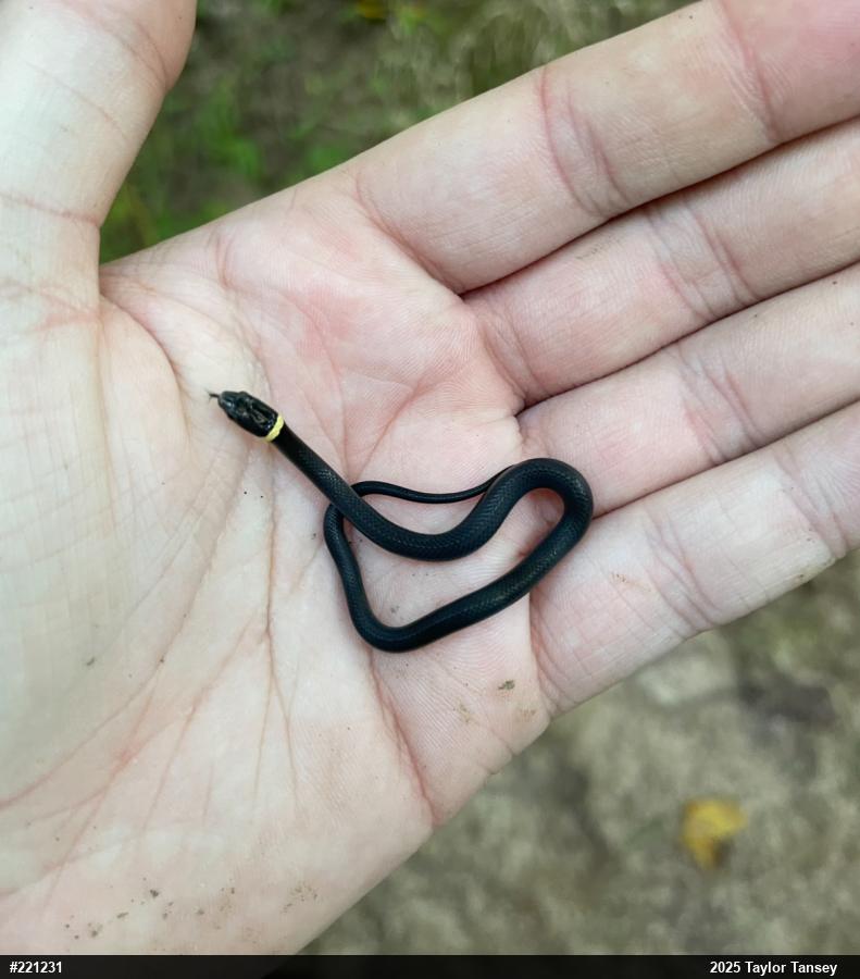 Northern Ring-necked Snake