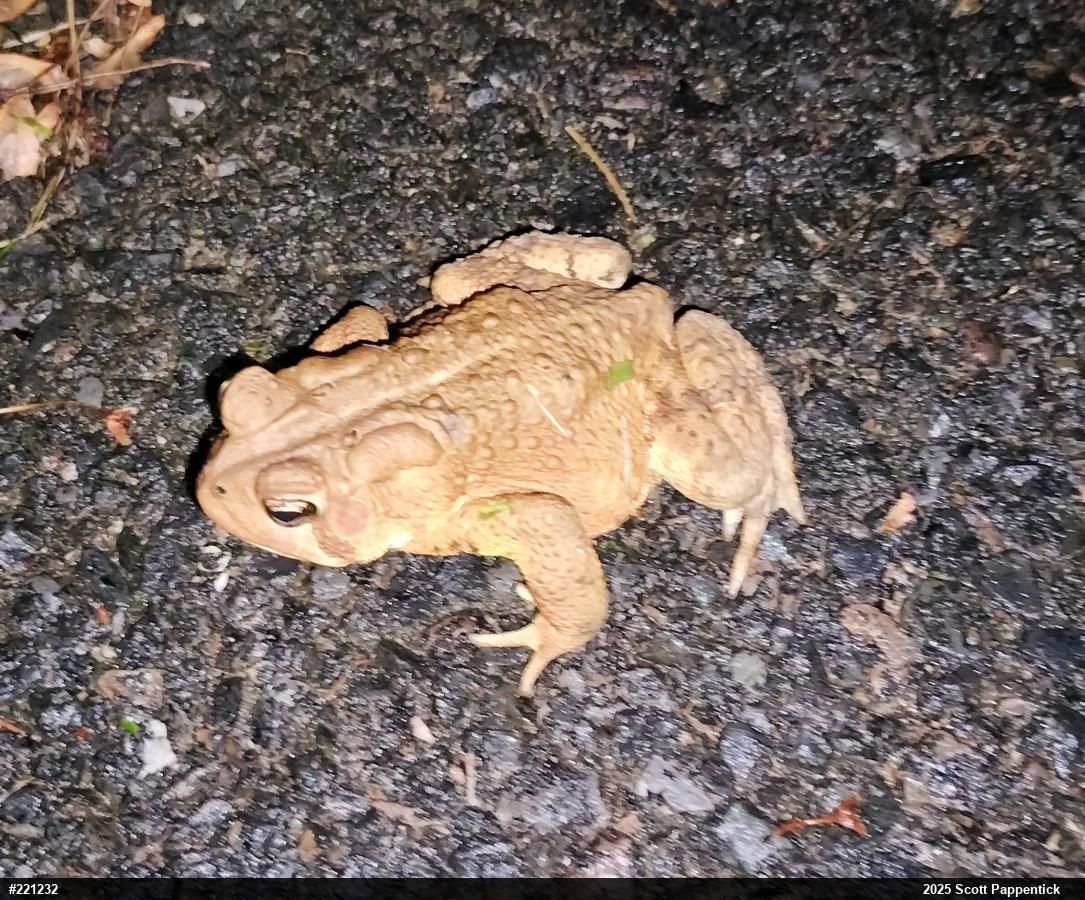 Eastern American Toad
