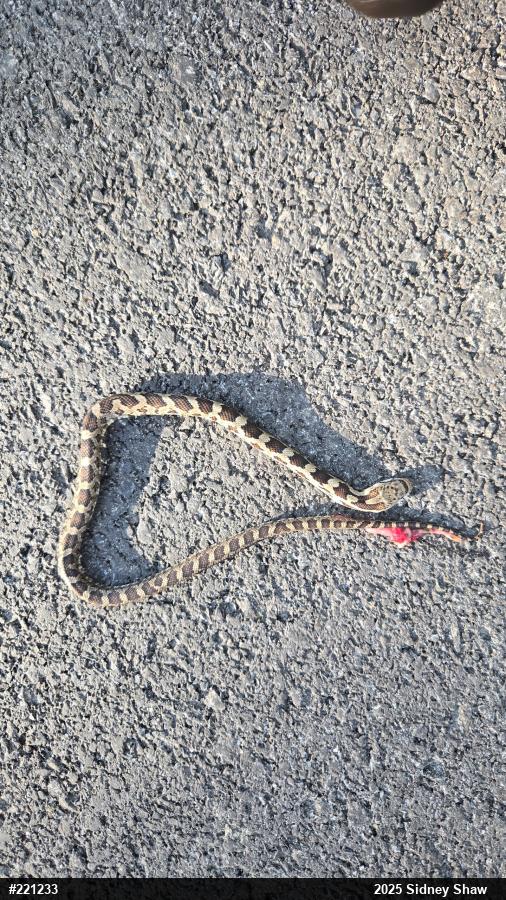 Eastern Ratsnake