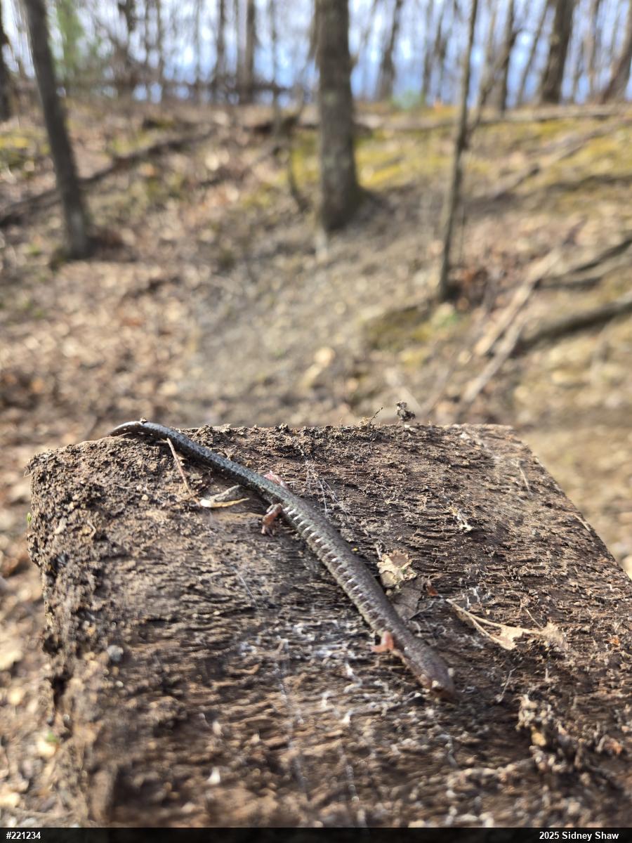 Eastern Red-backed  Salamander