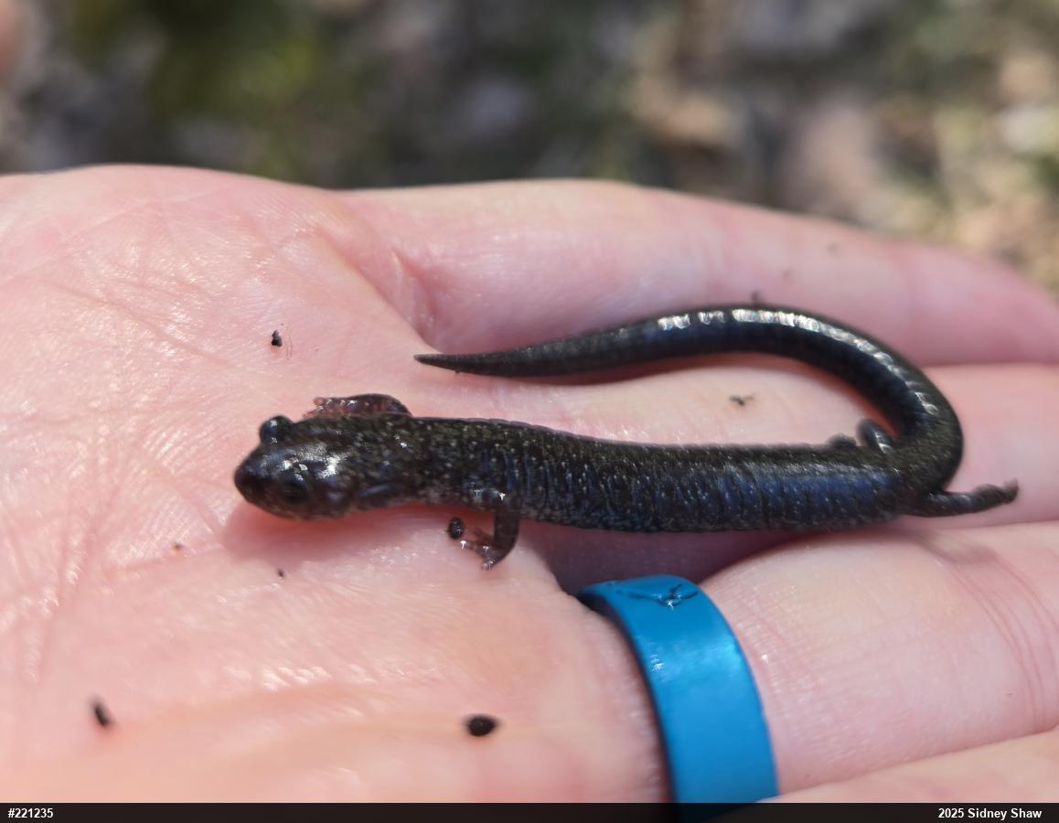 Woodland Salamanders