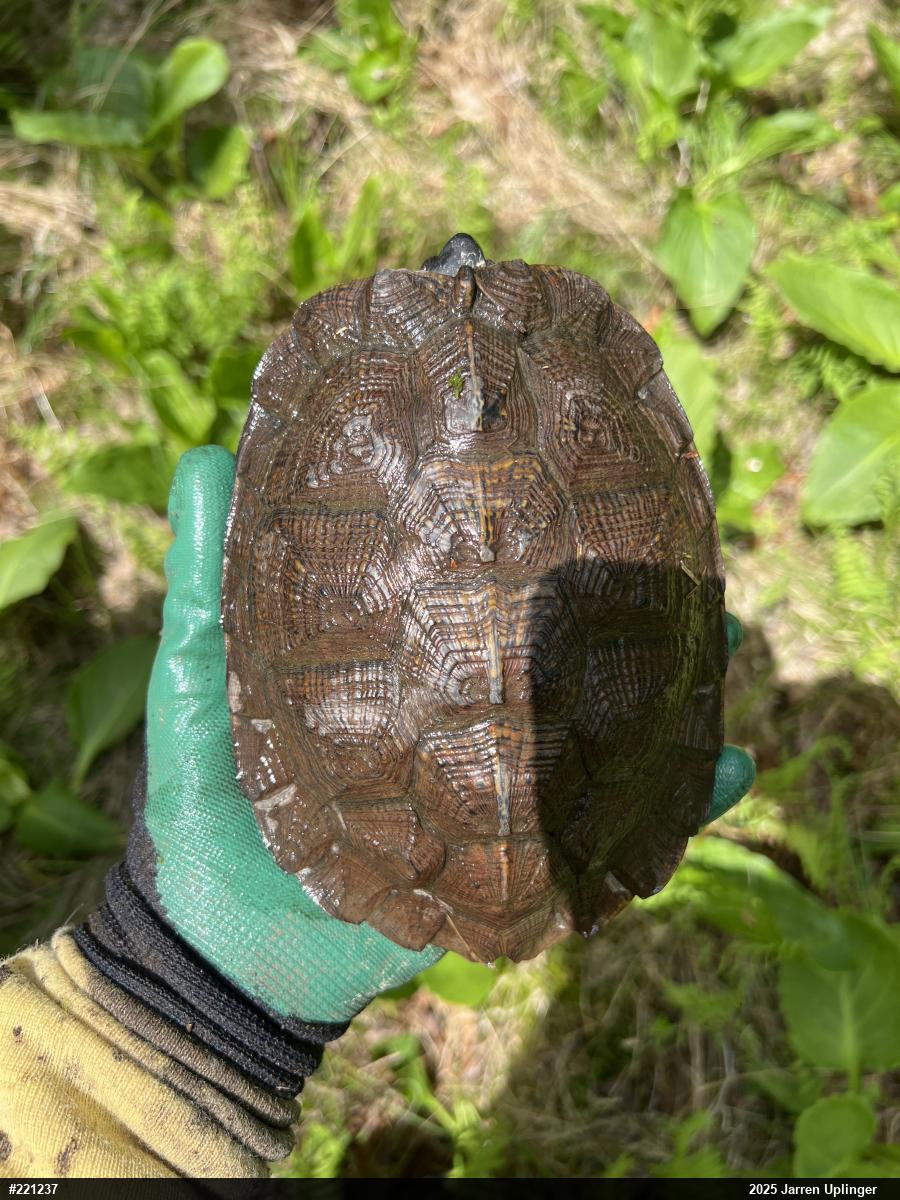 Wood Turtle