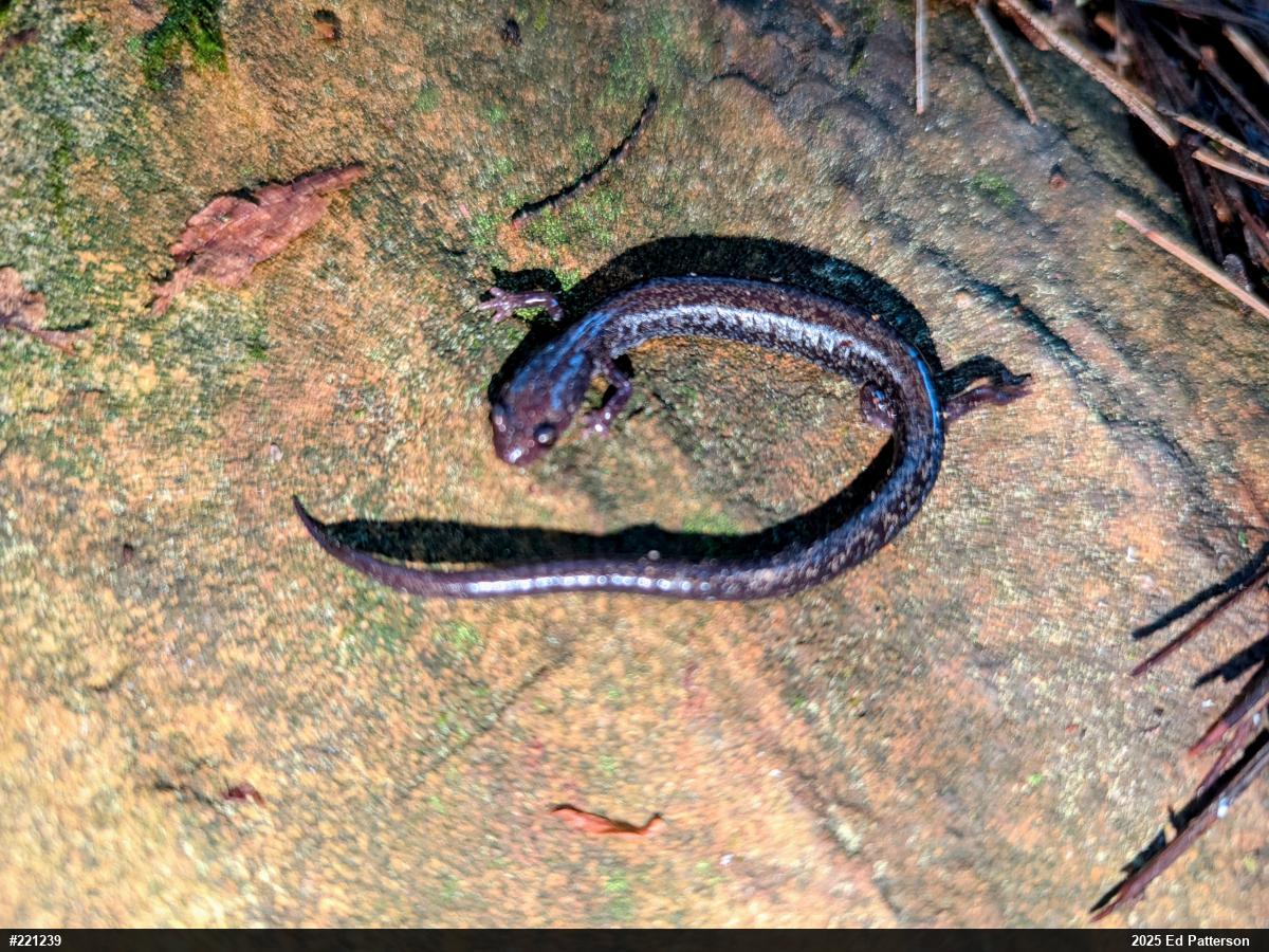 Valley And Ridge Salamander